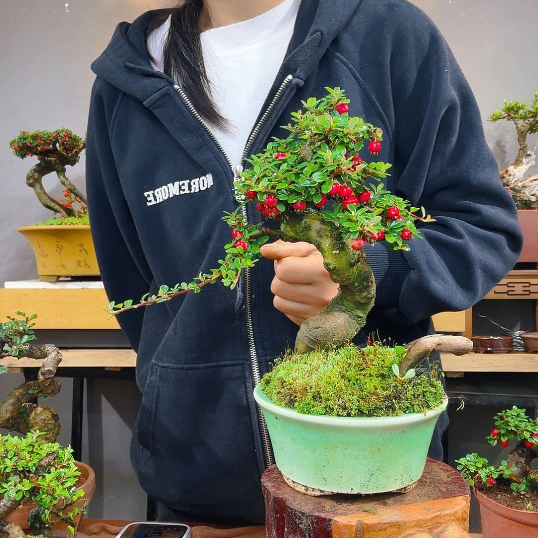 *****无花朵饿的风景姐姐呼呼呼
