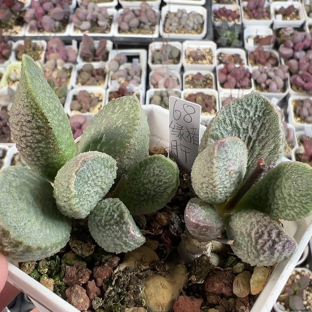 绿猪肝多肉水泡植物