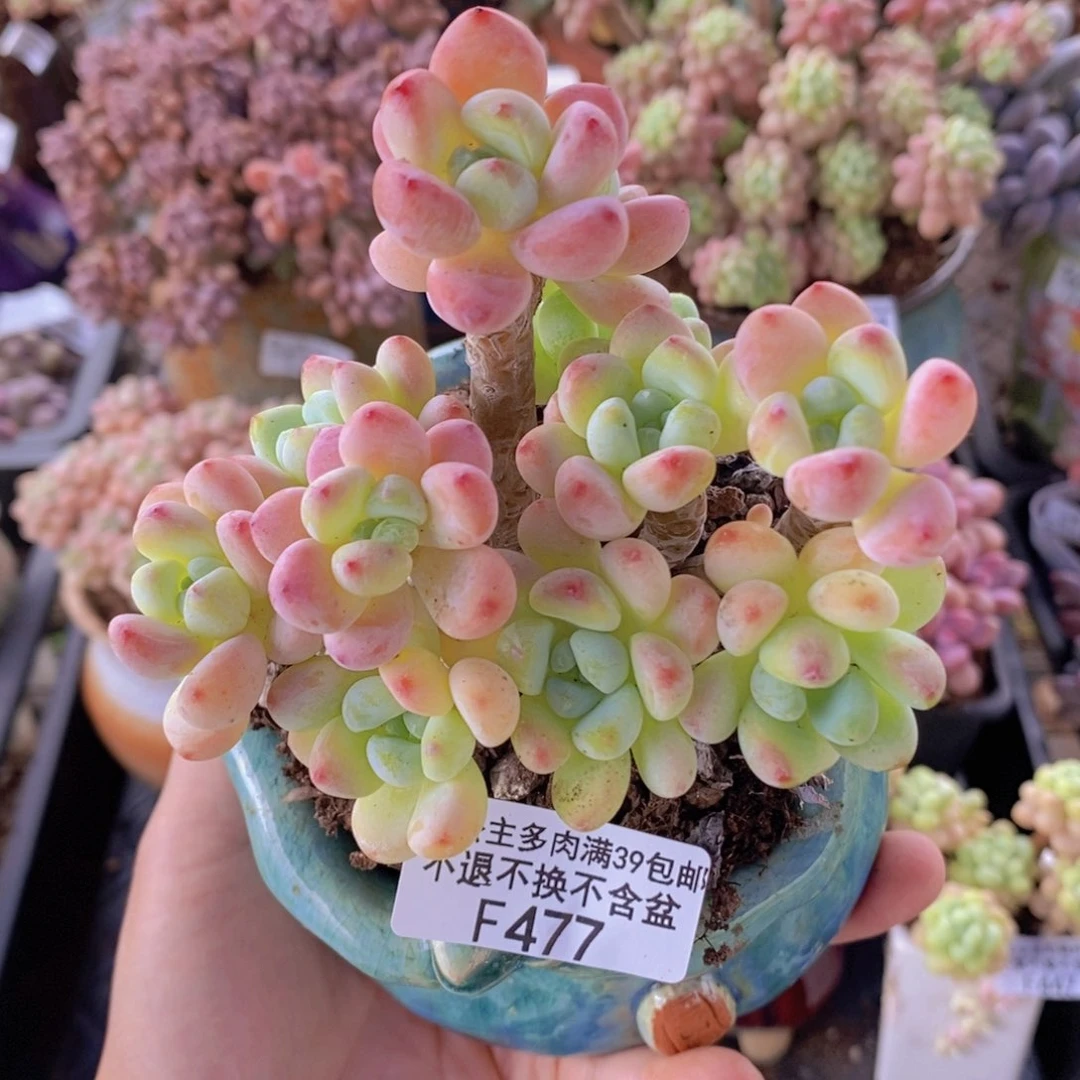 樱花罗琦老桩9cm477多肉植物