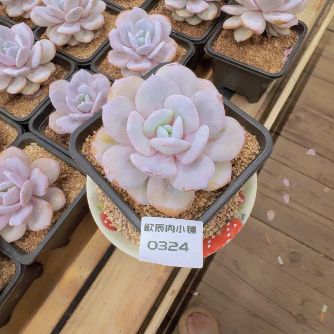 蓝***1多肉植物奶茶单头0324