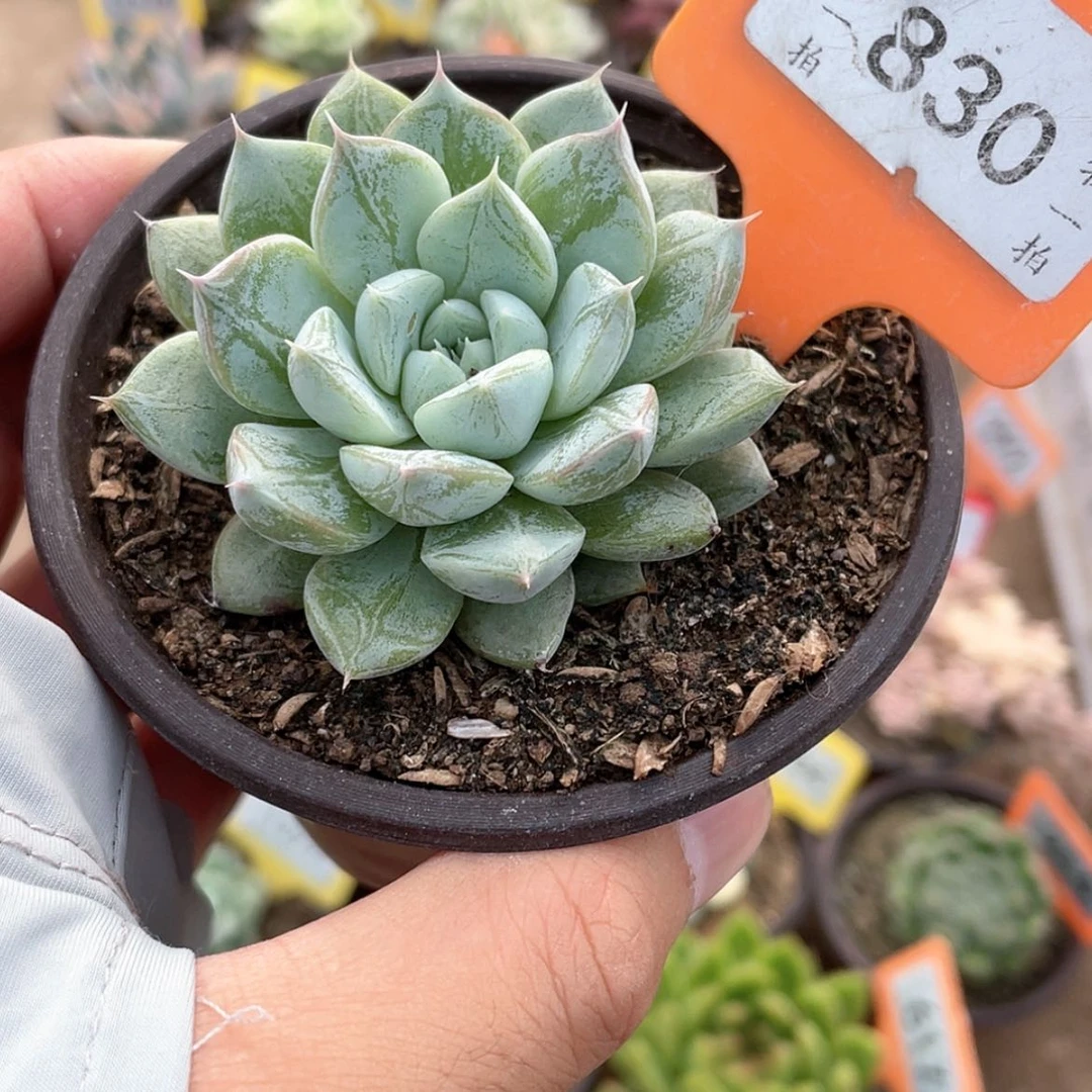 【闪购商品】无花朵830号