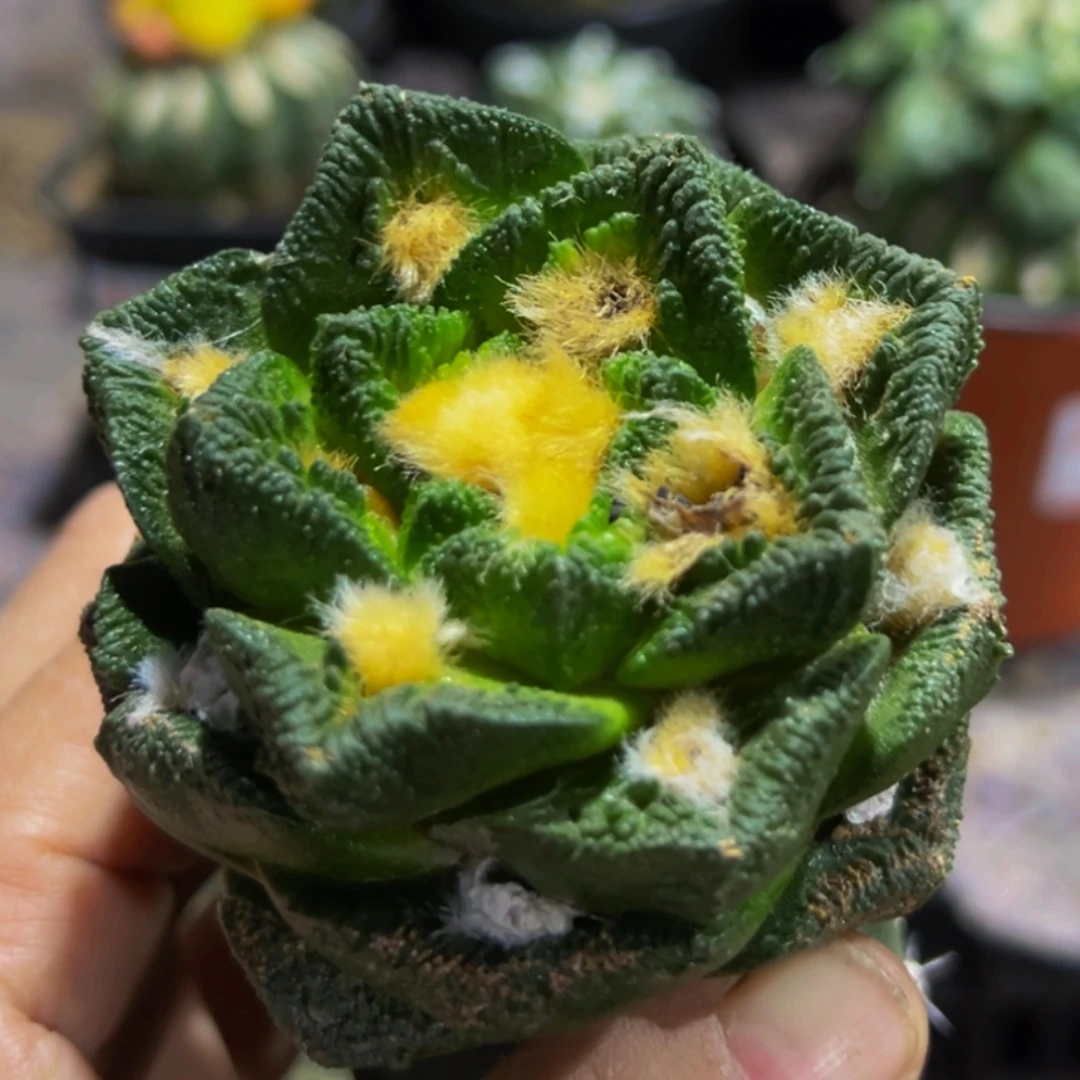 无花朵福利大尤博士辛顿牡丹468