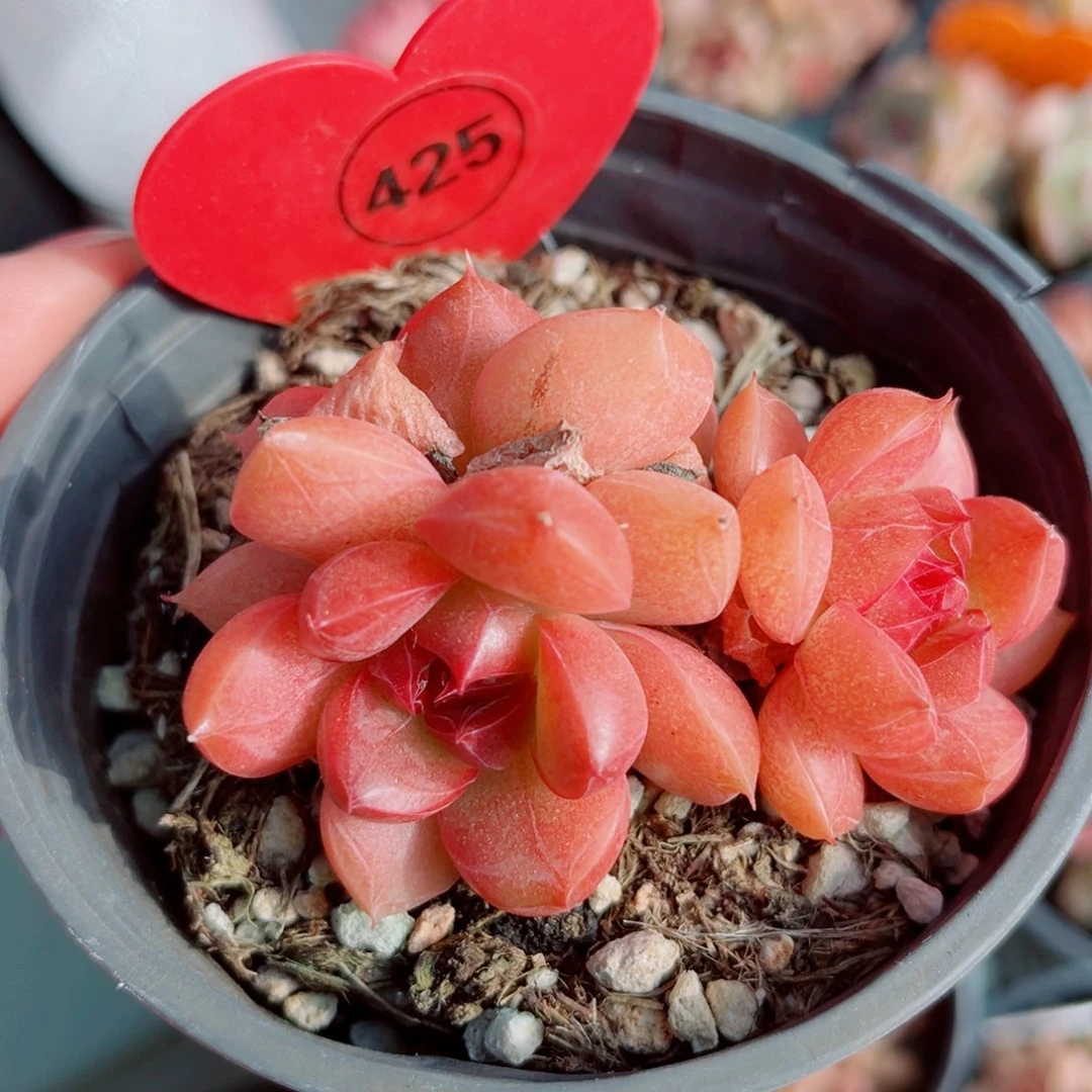 425号小老桩珍妮群