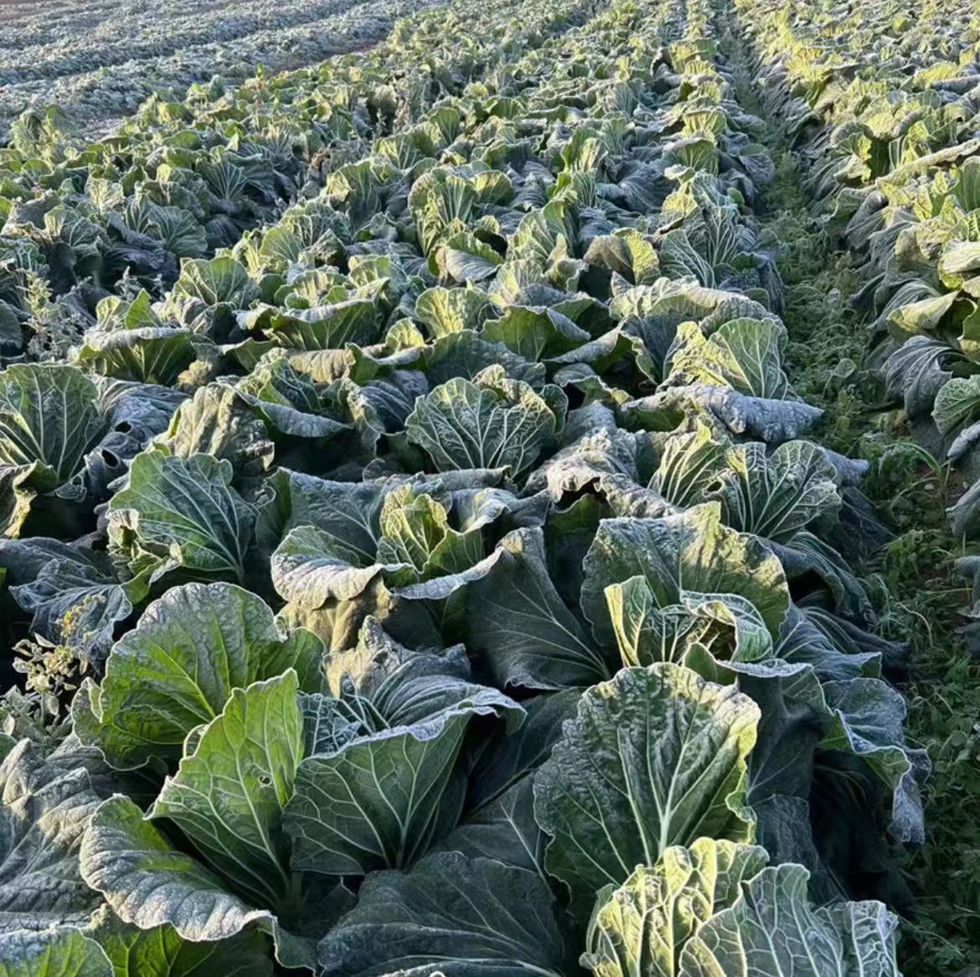 霜冻大白菜湖北公安农家自种露天应季大白菜