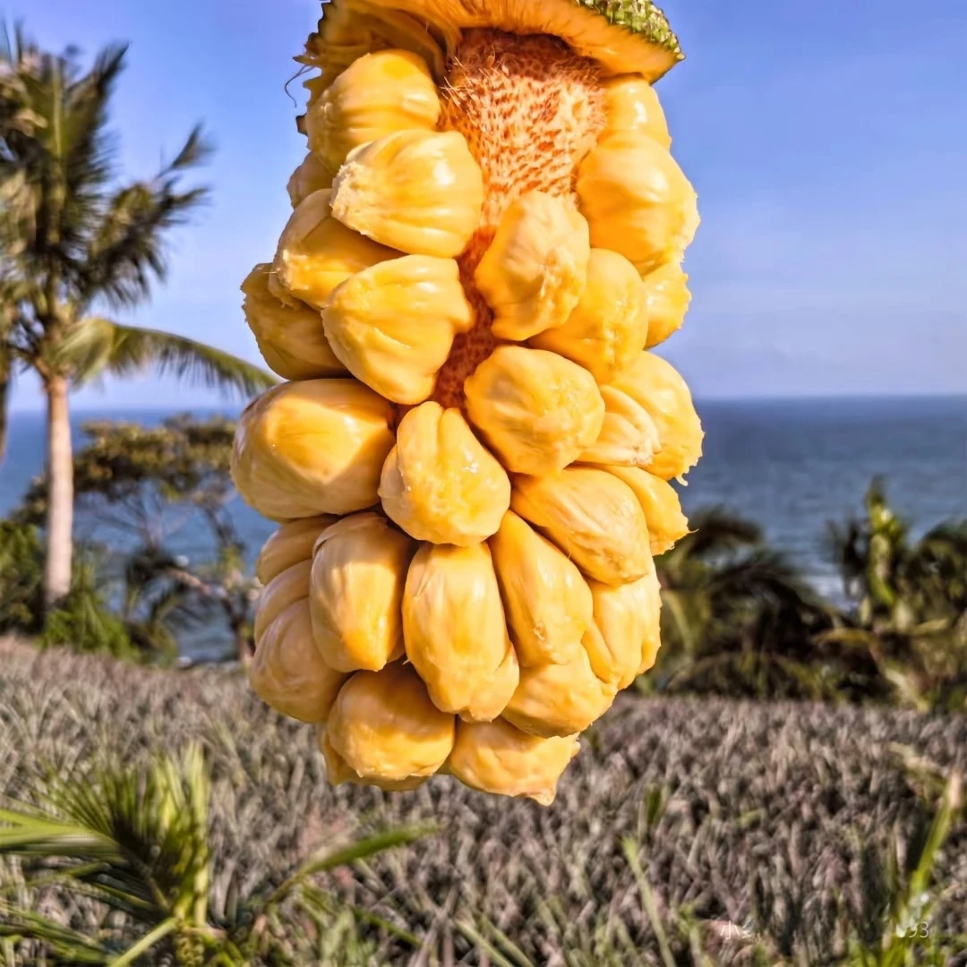 【顺丰】海南珍珠榴莲蜜热带水果产地直发软糯香甜新鲜采摘顺丰包邮