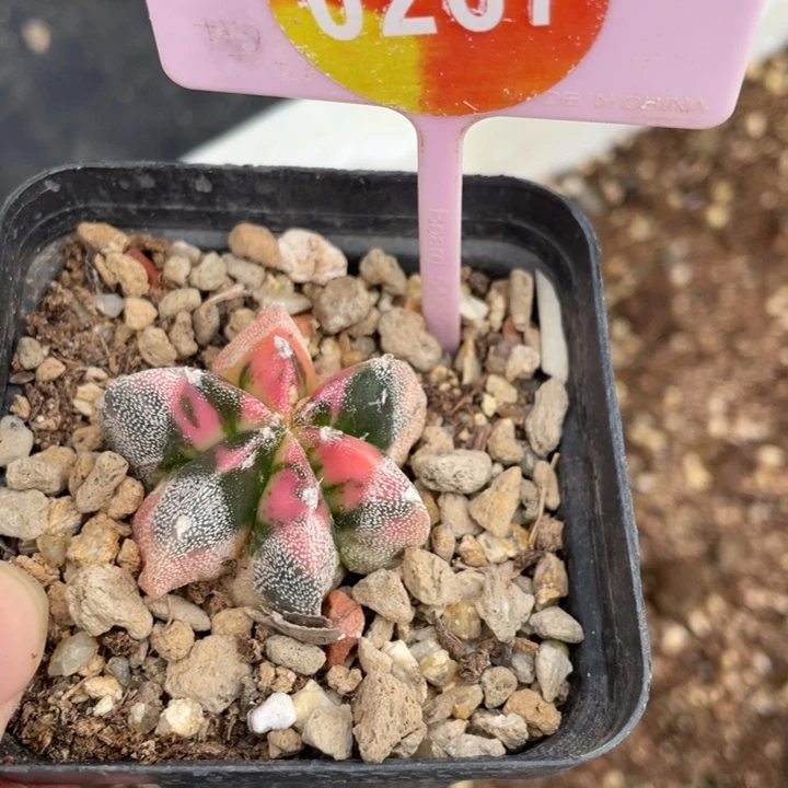 杨***玥鸾风玉锦02670267