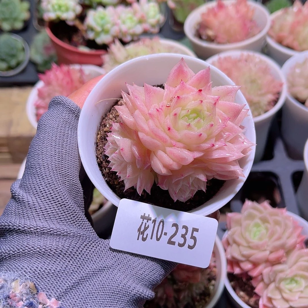 花10-235幻影群生