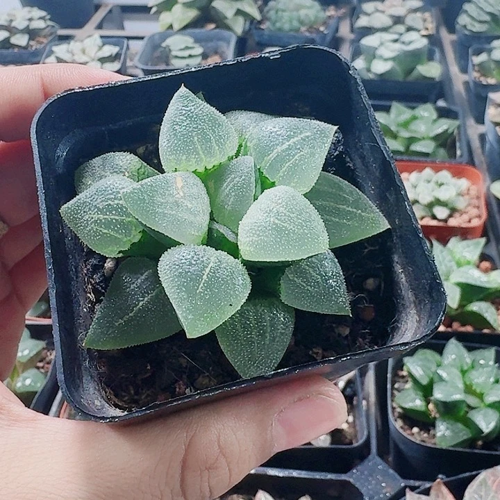 无花朵十二卷 翠贝福利
