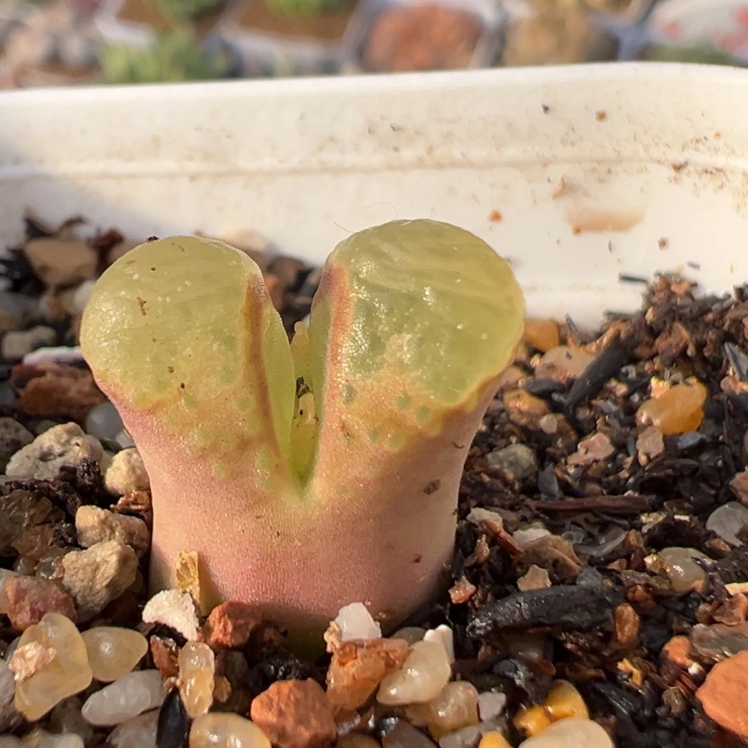 23多肉植物百科植物