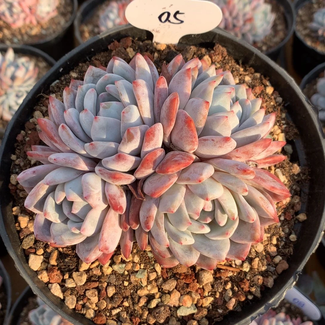 05 橙梦露自然群 特价4头