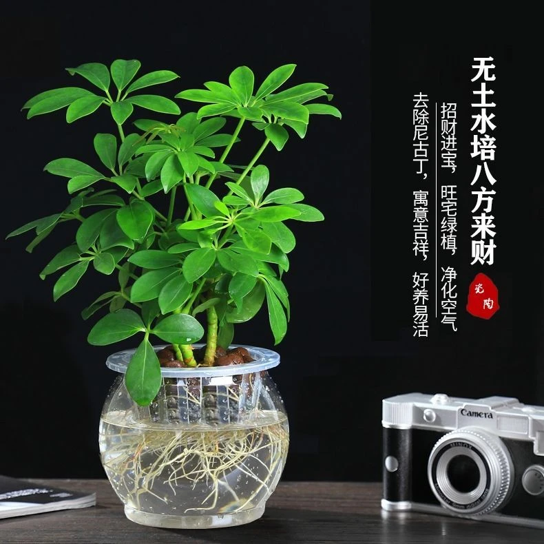 八方来财水培七叶莲鸭脚木吸甲醛二手烟绿植盆栽招财树四季常青