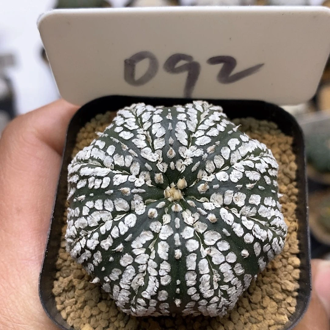 开播福利特价来了来