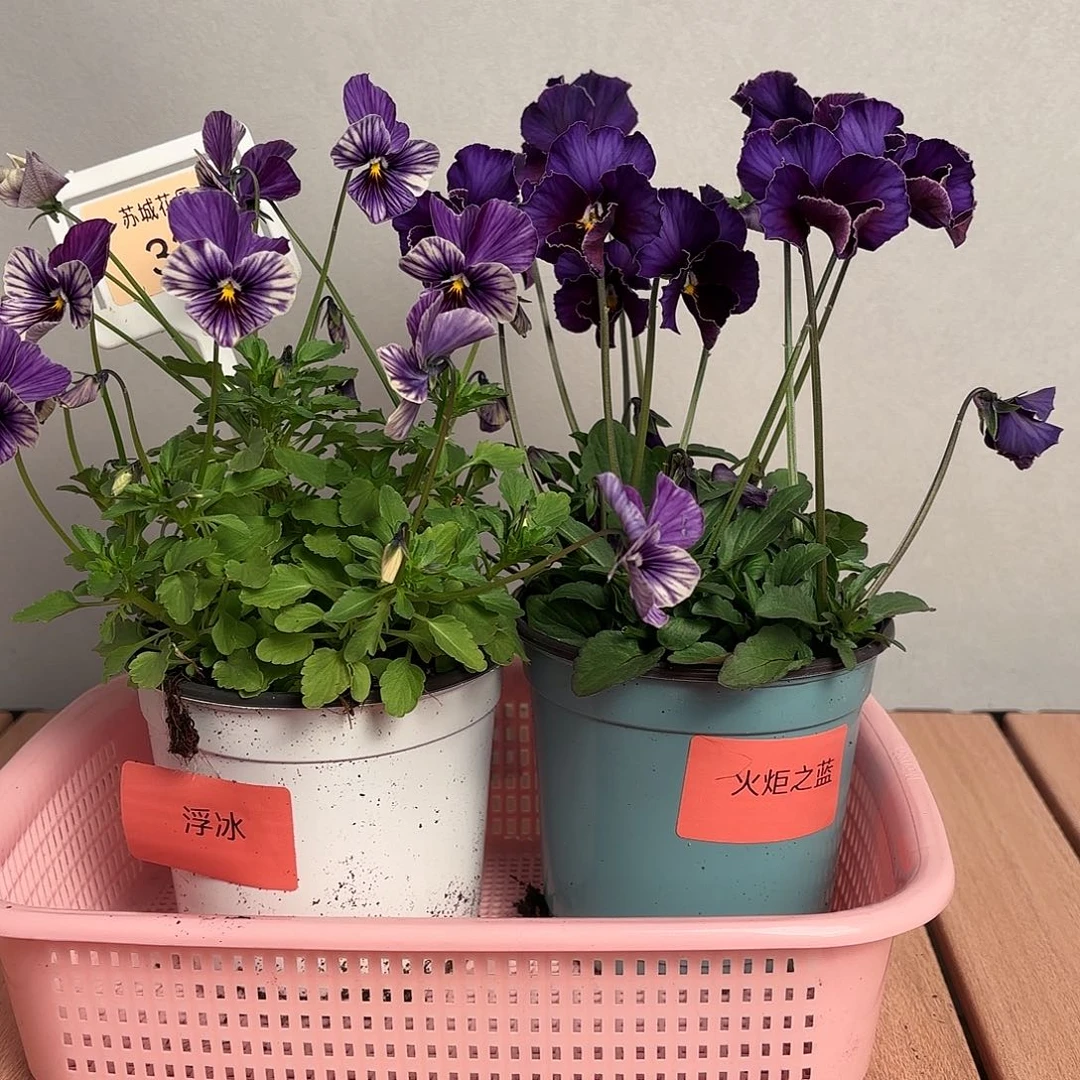 大部分开放少量花苞33