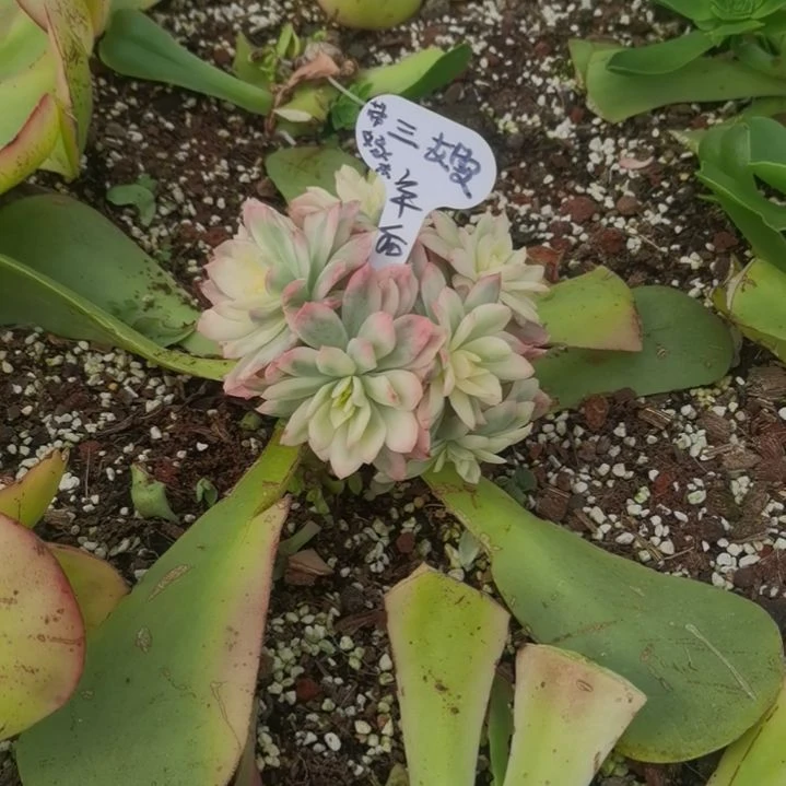 三*紫罗兰白覆轮锦朵朵