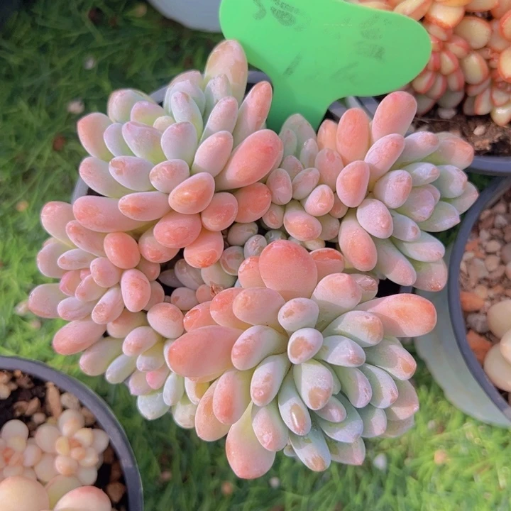 健健康康平平安安