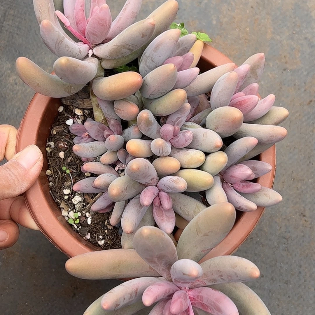 红手指自然群，一物一拍