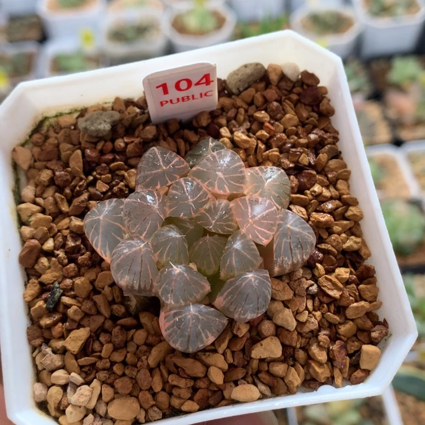 【闪购商品】104霓虹灯玉露