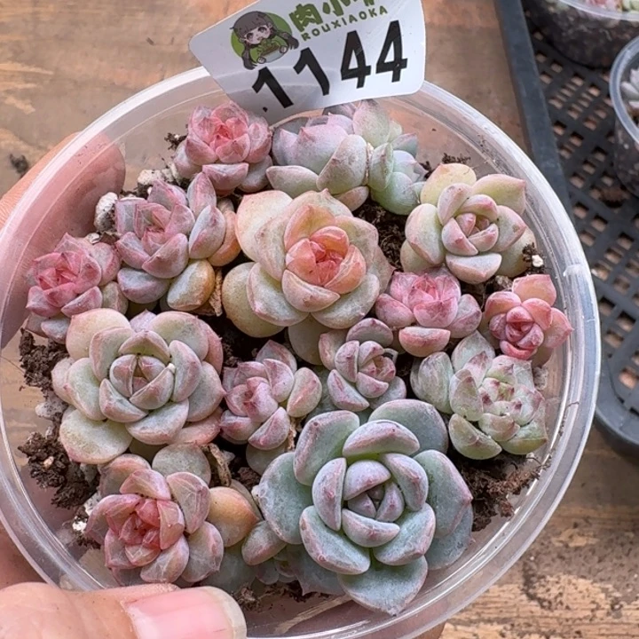 多肉植物多肉植物