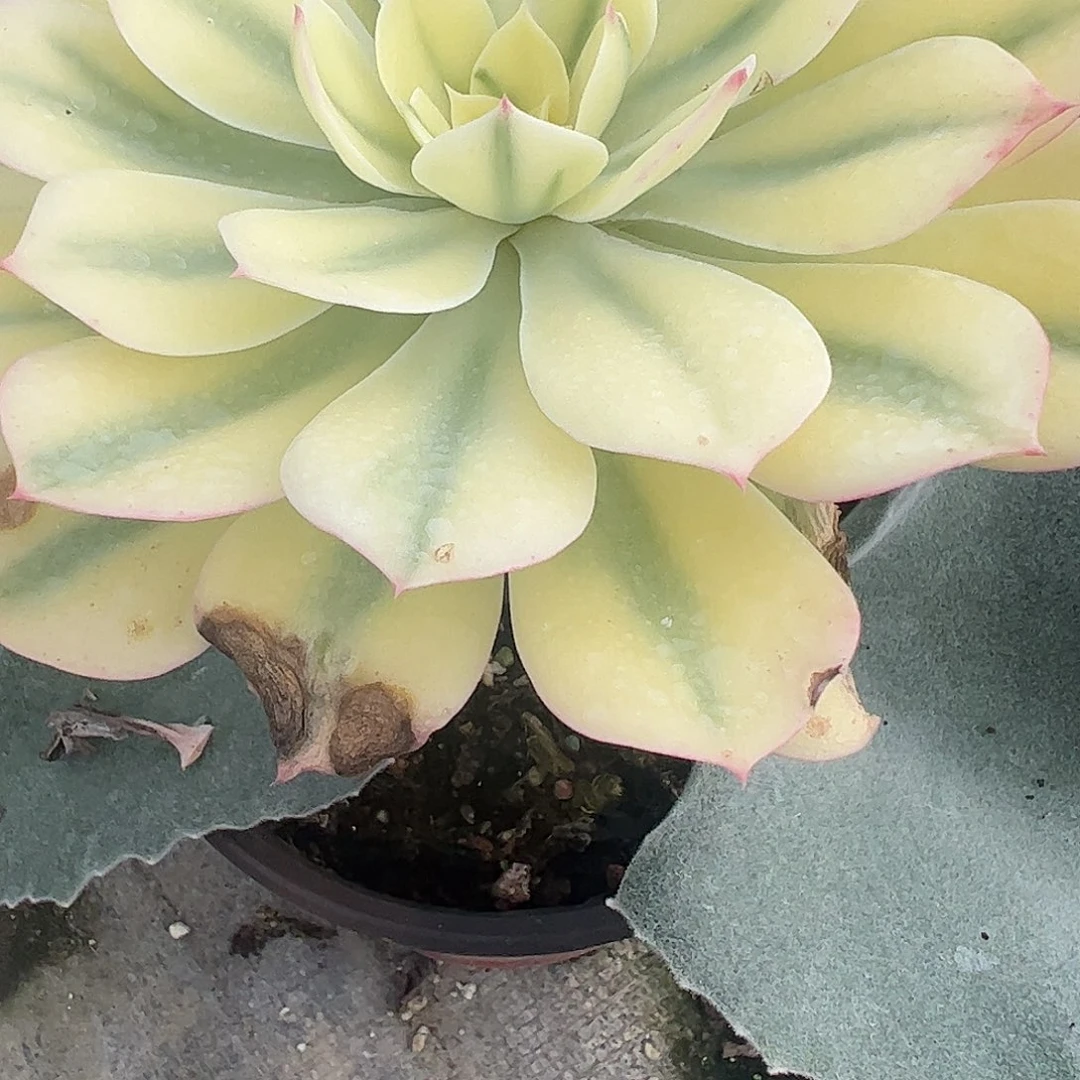 锦***s多肉植物多肉植物