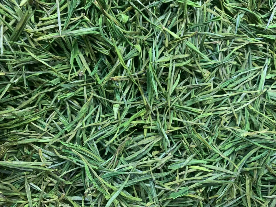 2025新茶安吉白茶，茶农直供，顺丰包邮！！