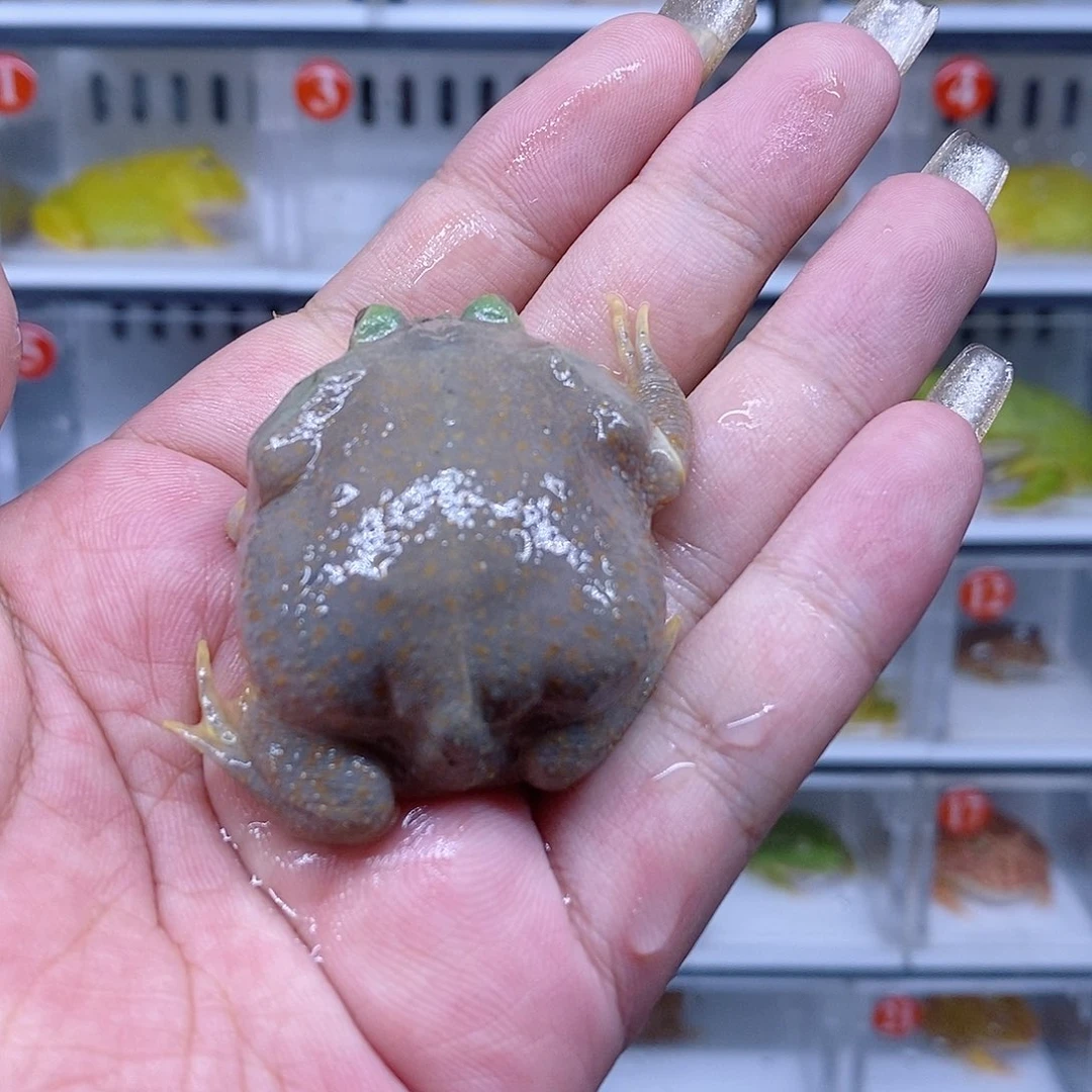 恭喜发财大吉大利小丑