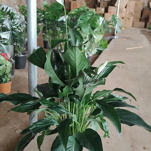 完全开放土培白掌