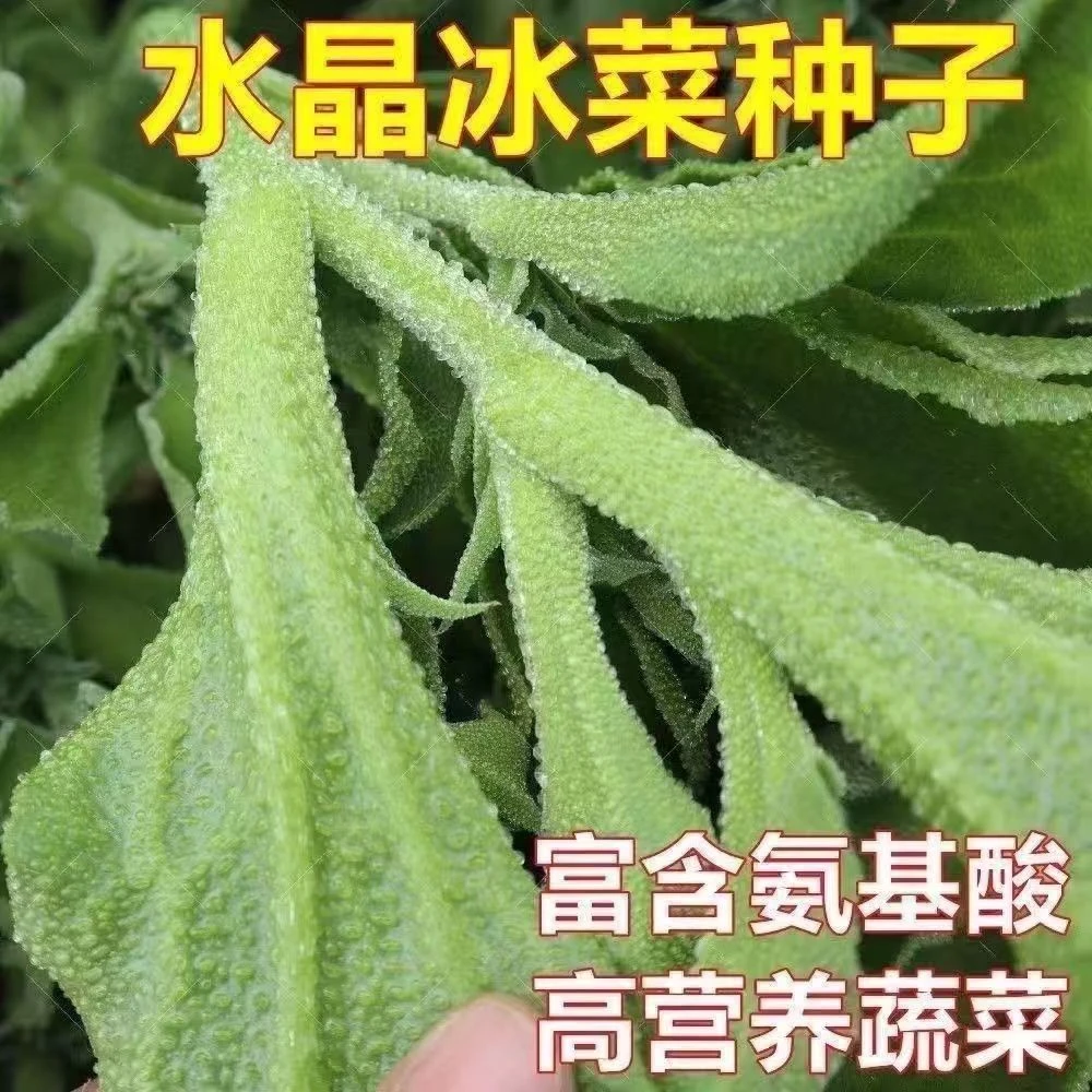 【全店满五包包邮】冰菜种子