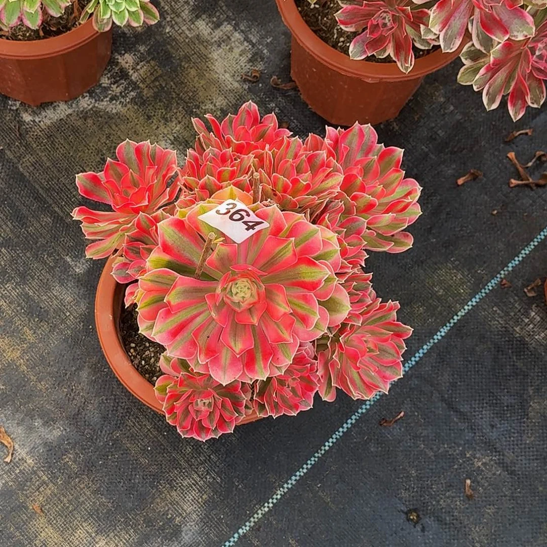 364粉女巫冠服25公分