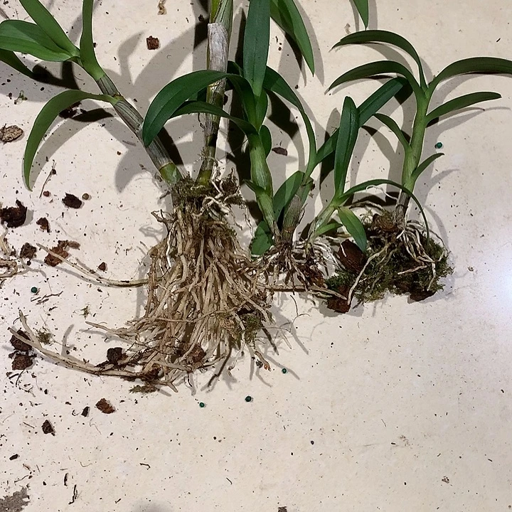 当前无花栽培后可以开花芙蓉系6苗