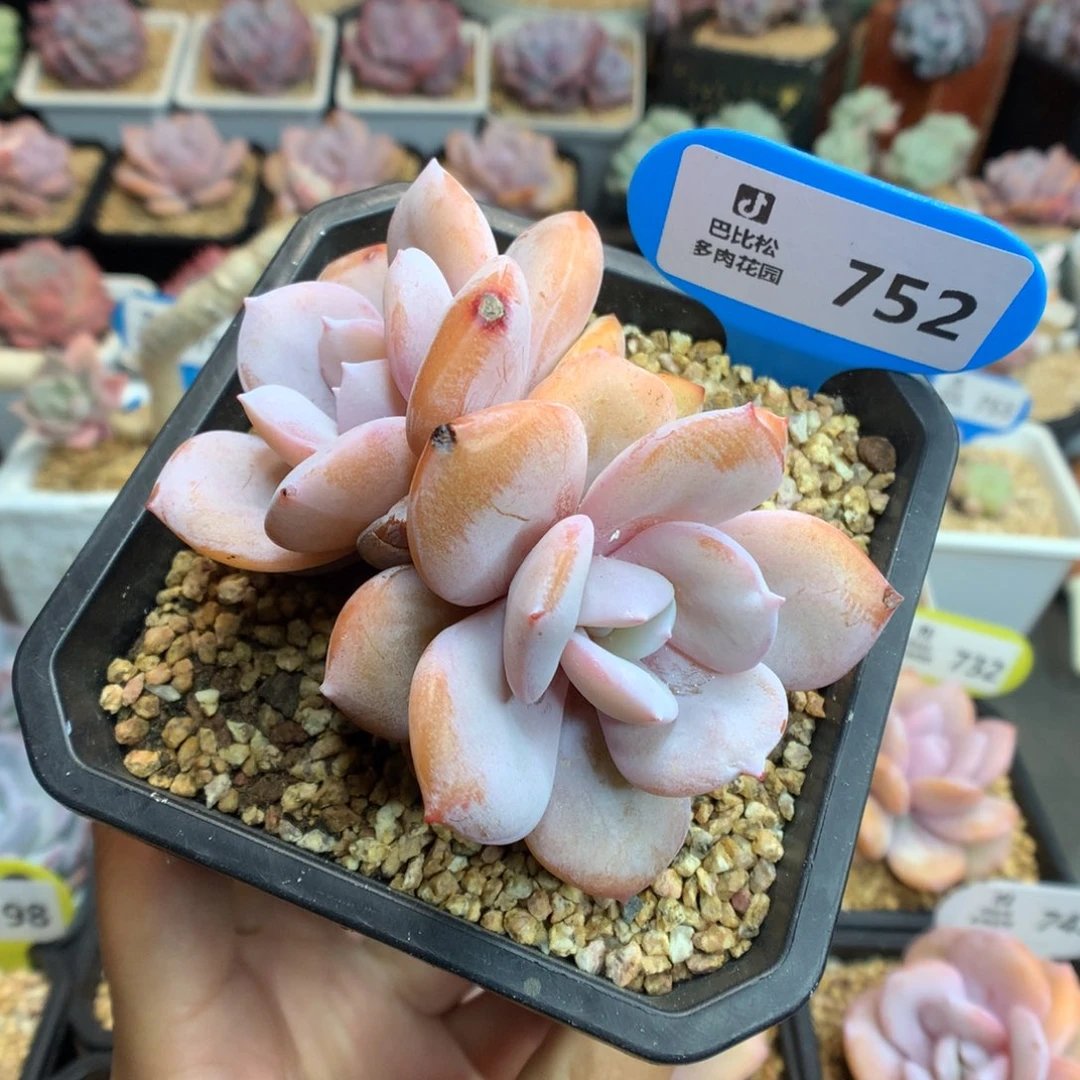 752双头奶茶多肉植物