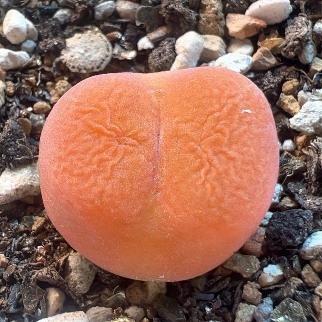 63多肉植物百科知识