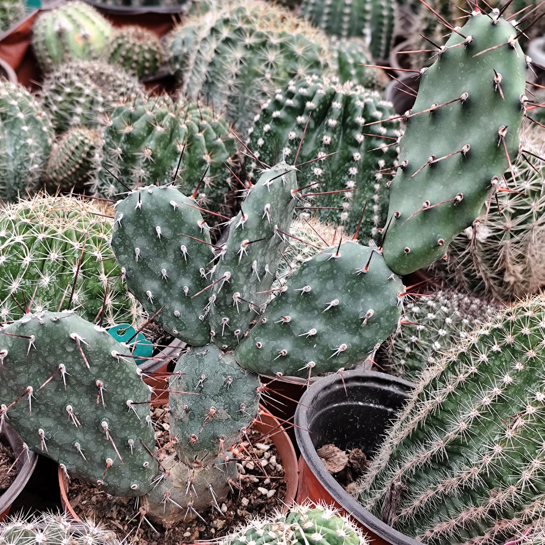 仙人掌 大群一颗