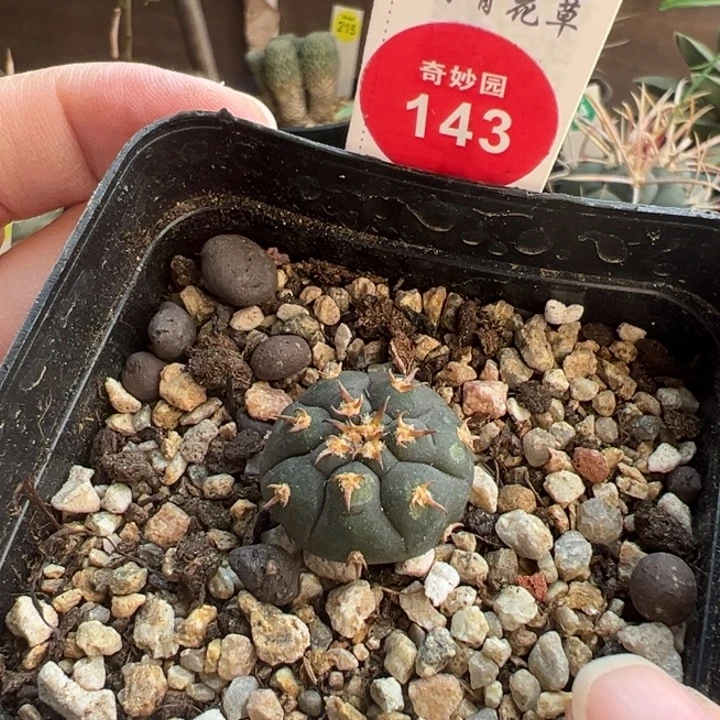 实生有斑豪刺猫爪一棵仙人球