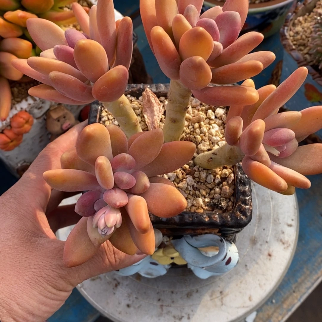 寄养多肉植物一物一拍