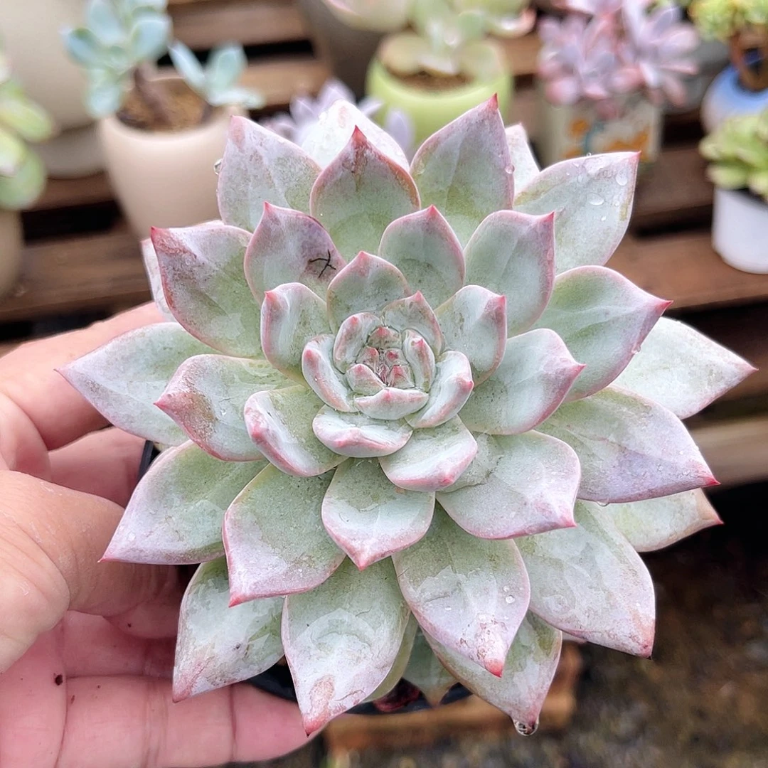 一颗粉蓝鸟一物一拍