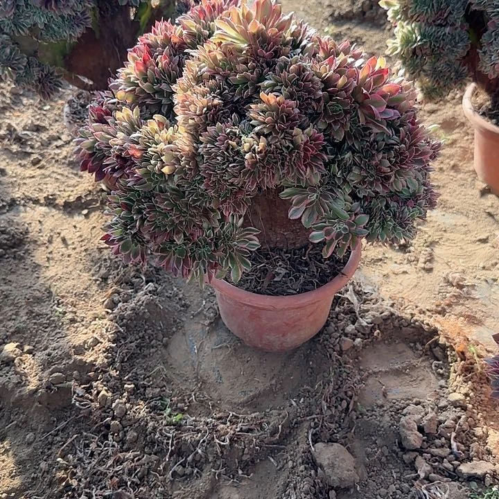 食**市缀话脱土发货缀话