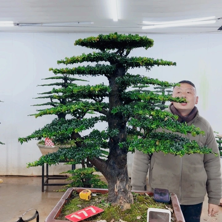 人***生无花朵盆景园林……