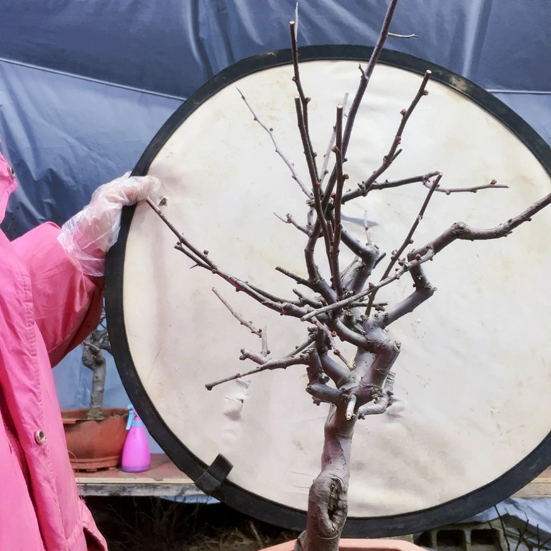 森*海棠盆景一物一拍