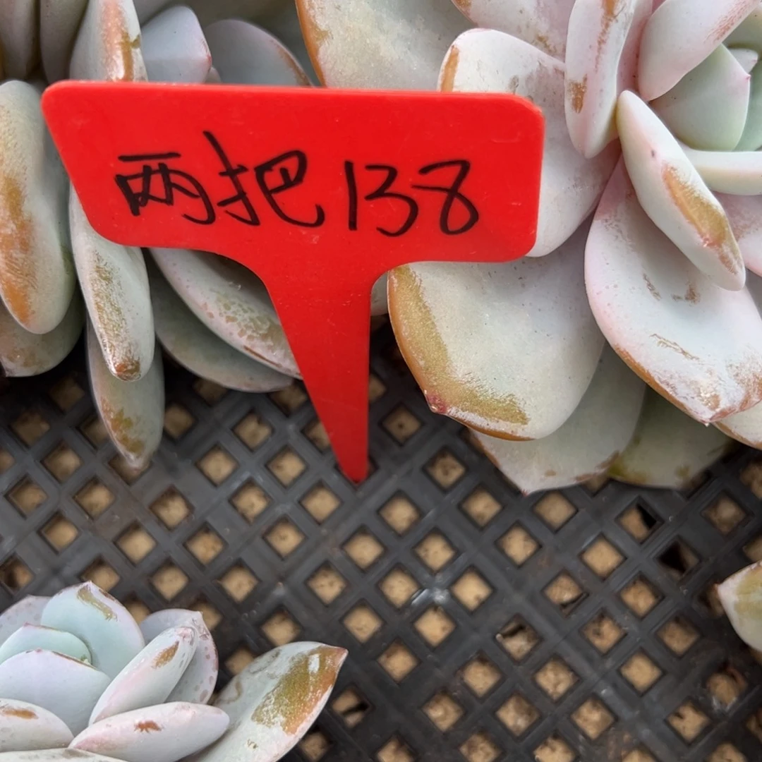 两***1俩把 138。