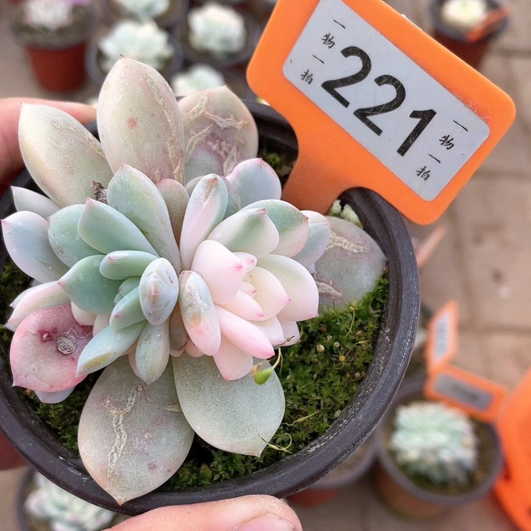 【闪购商品】221号底座