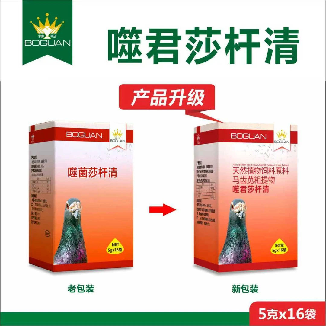 搏冠噬君莎杆清赛鸽信鸽用品