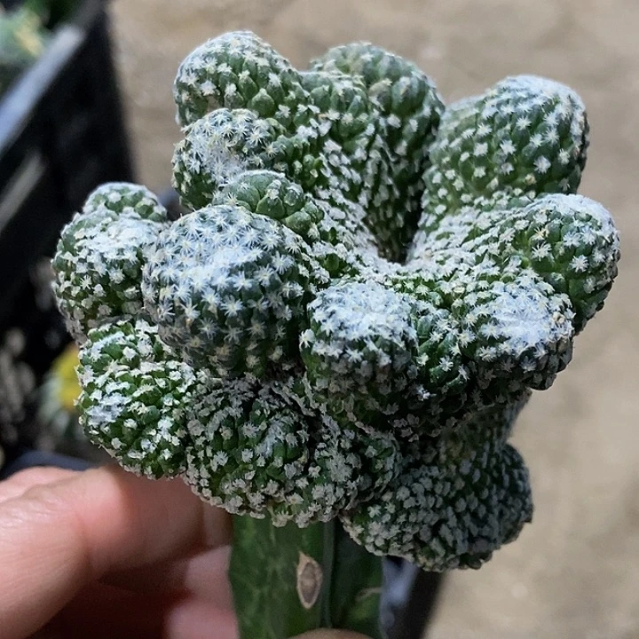 无花朵福利银牡丹缀化911桩子瑕疵