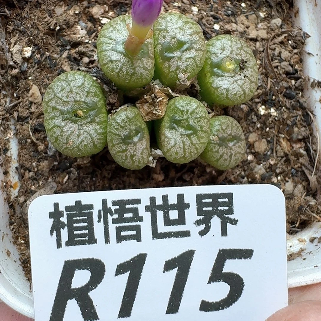 多肉植物的润泽地法v