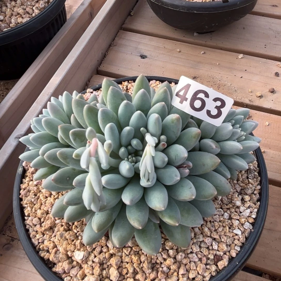 奶糖多肉植物463