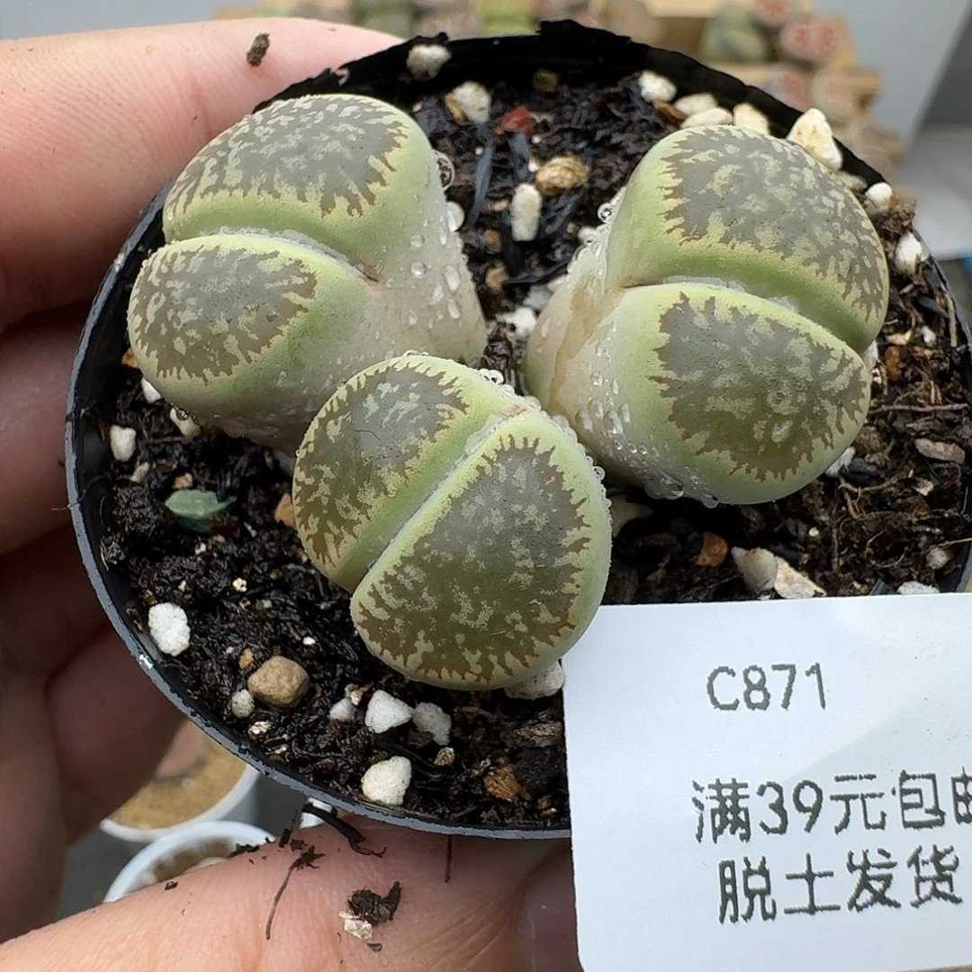 871多肉哈哈哈哈哈哈