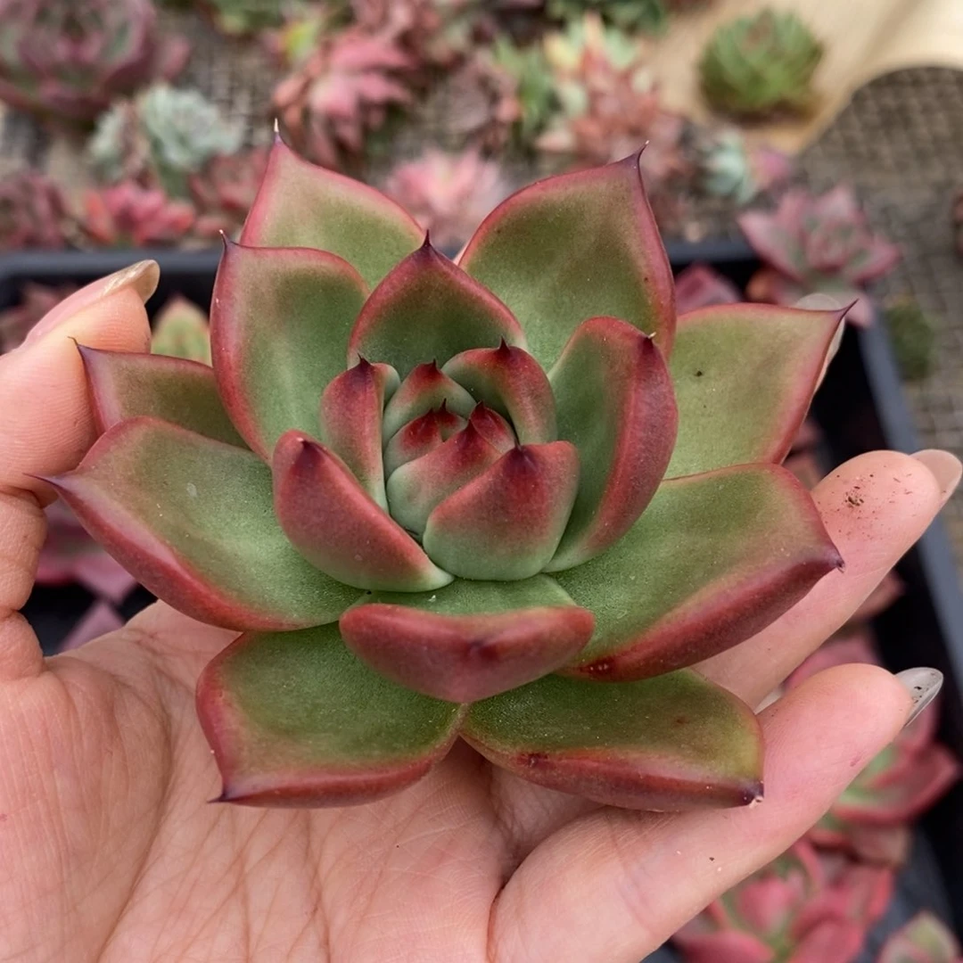 无花朵金属亮色东云系