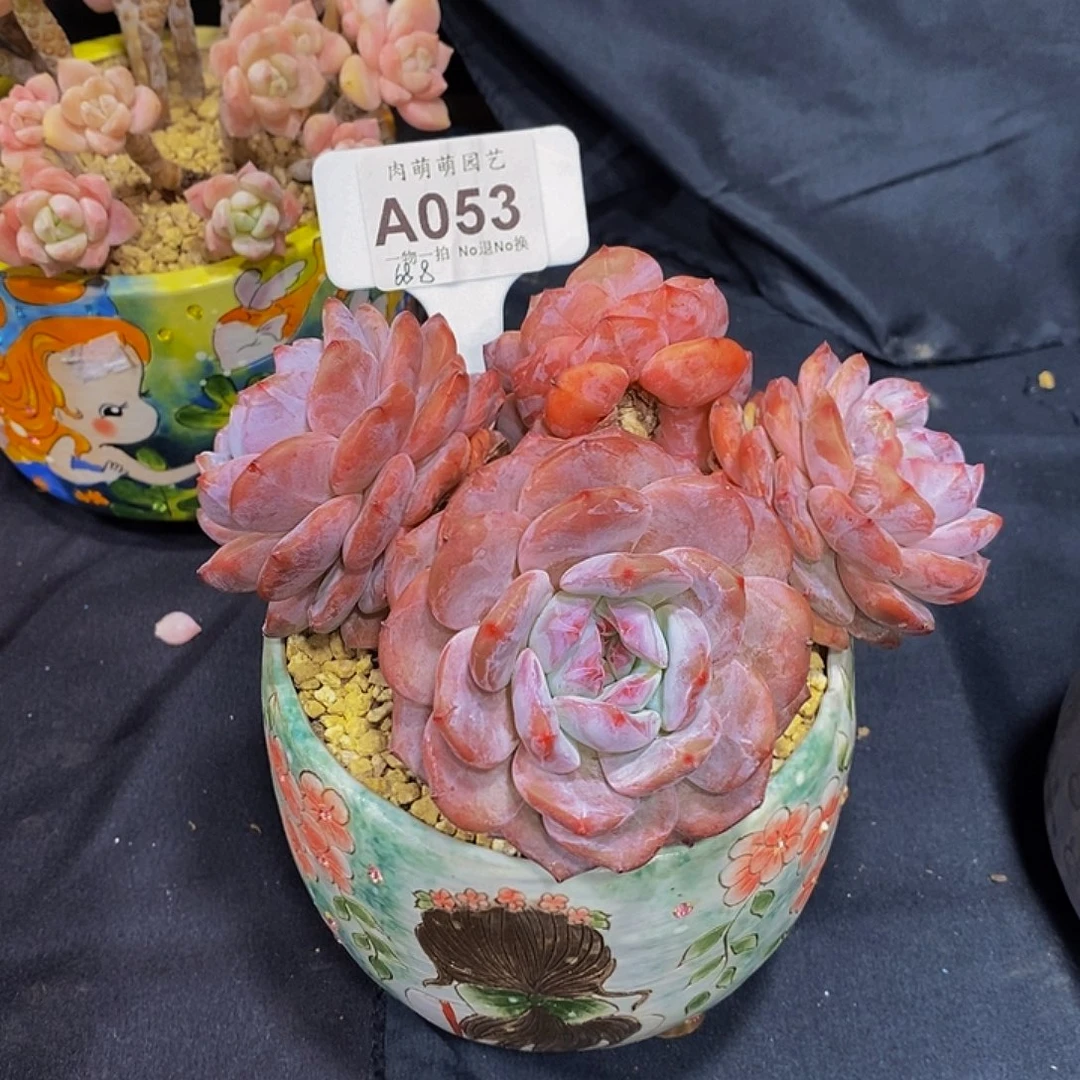 繁***幕A053带盆带肉发货