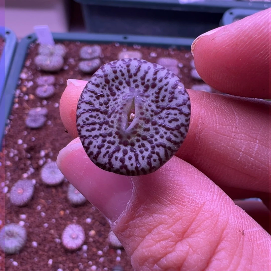 284。青蛙wc霓虹安贞