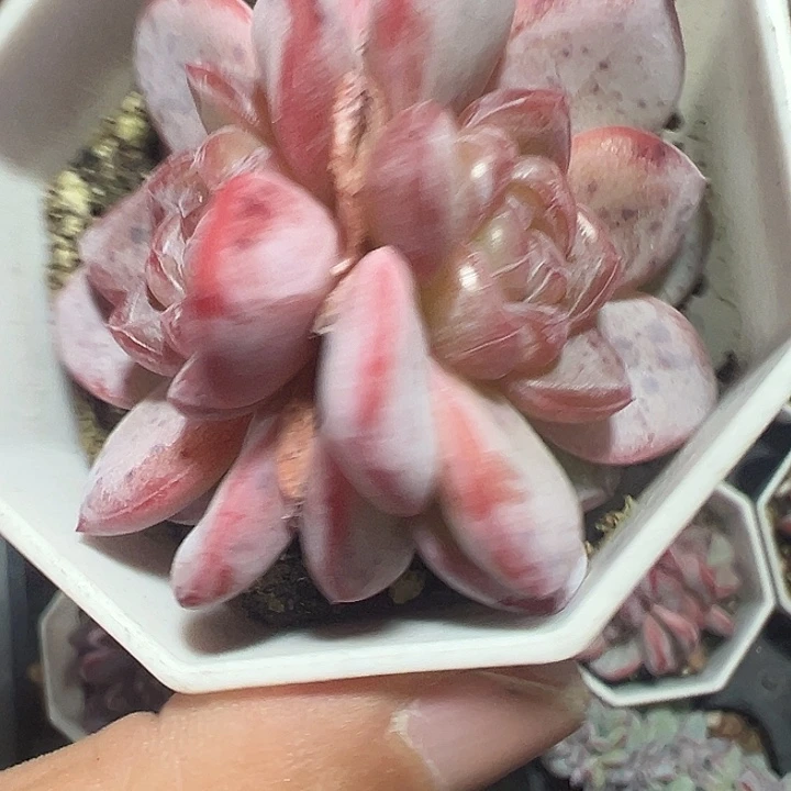 星星珍妮精品多肉植物