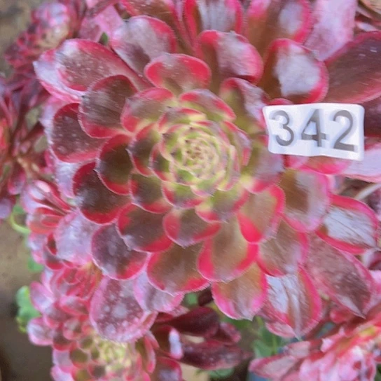 。***z多肉植物一个法师